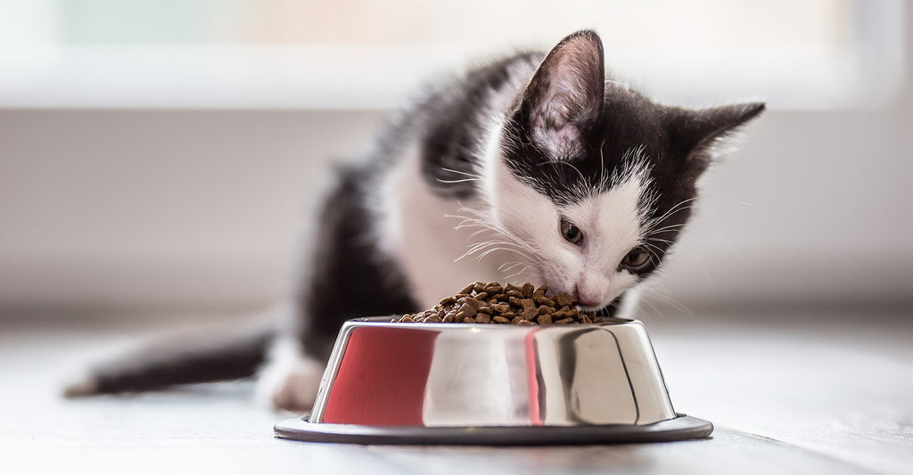 Få de bedste foder tips til din kat i vores artikel fra Brogaarden