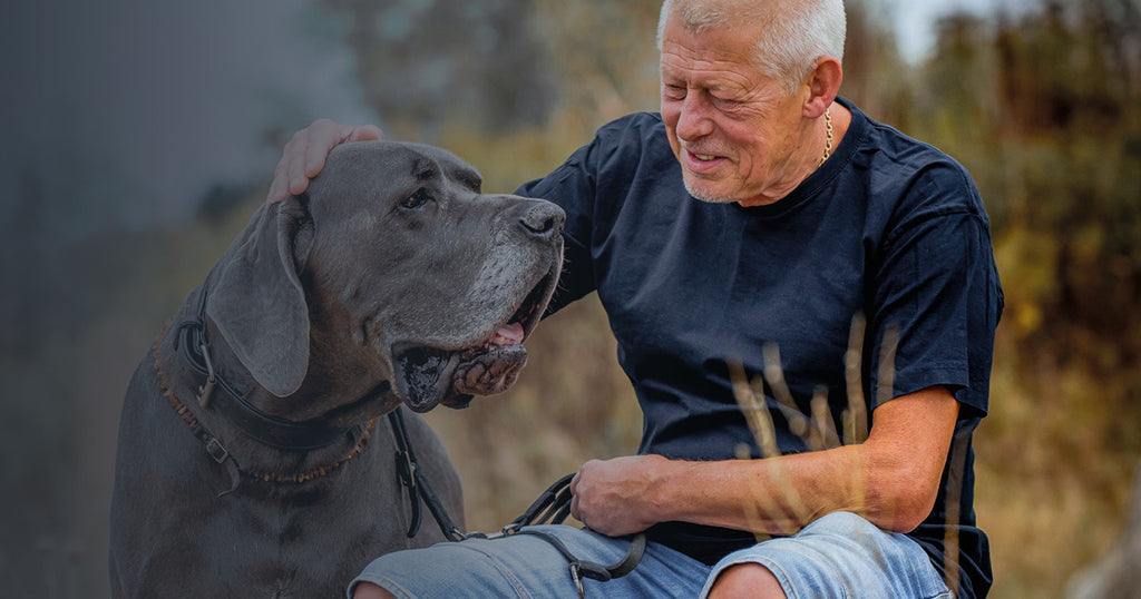Seniorhunden - Den rette fodring