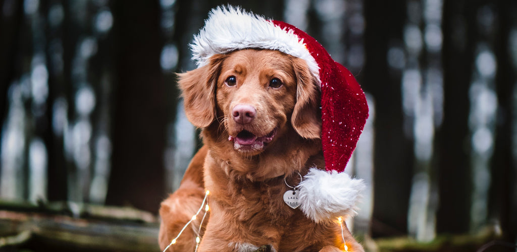En glad hund i julen