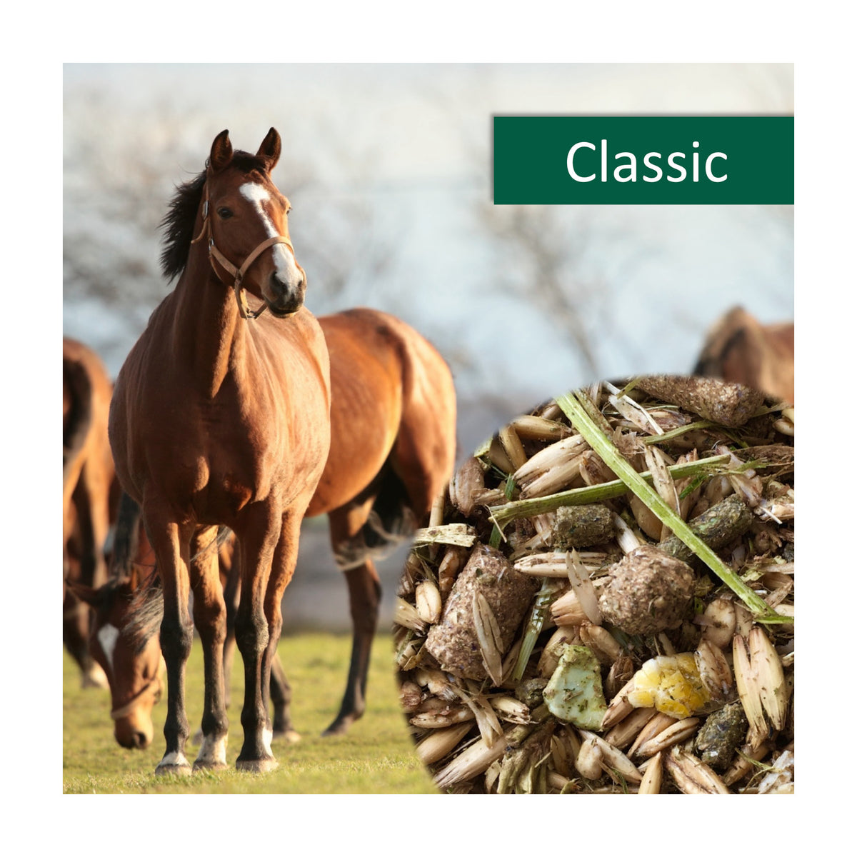 horsepro-classic.jpg
