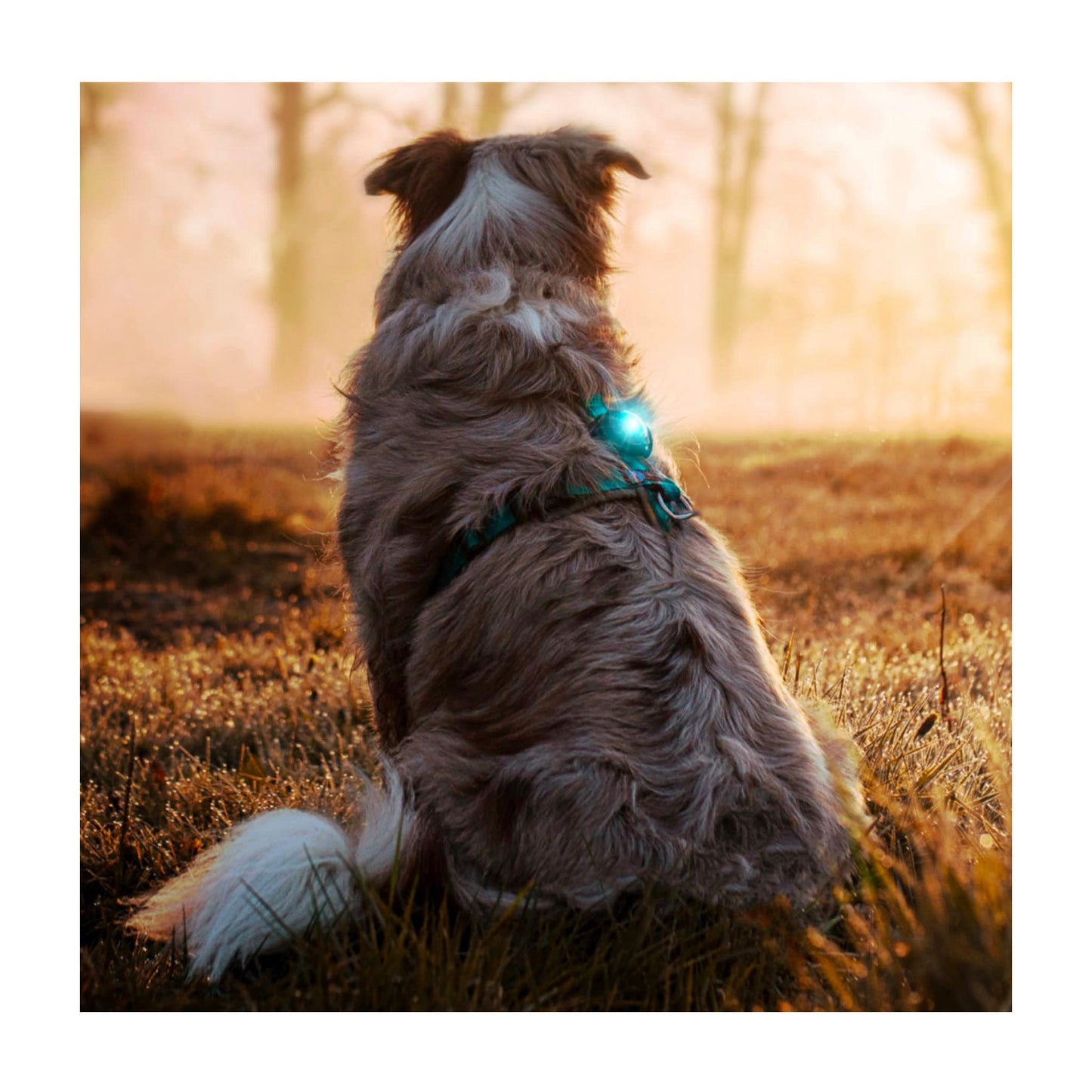 orbiloc-sele-hund.jpg