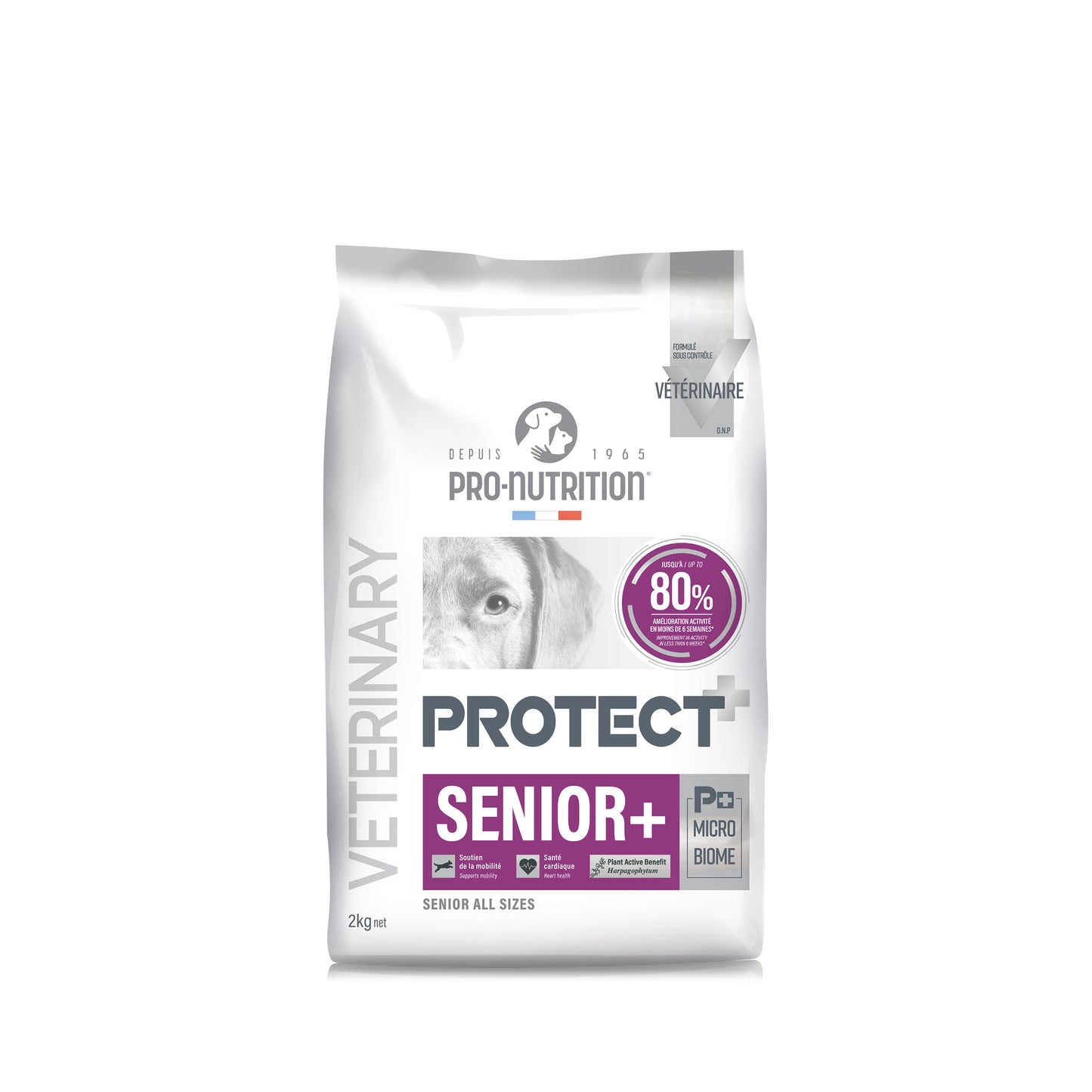 protect-dog-senior-2.jpg
