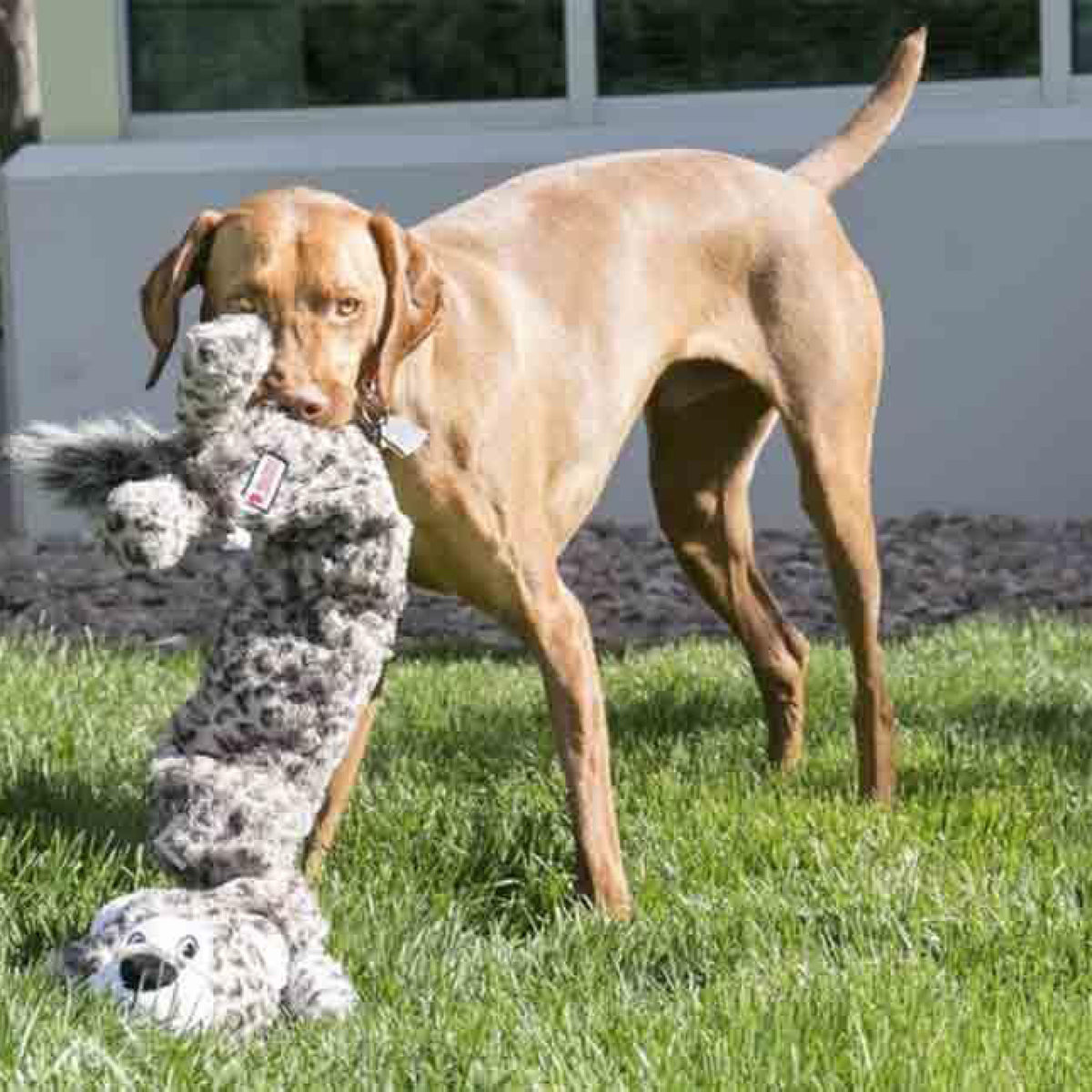 KONG Stretchezz Sneleopard Jumbo