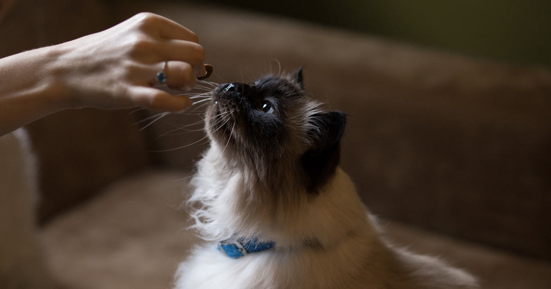 Den kræsne kat