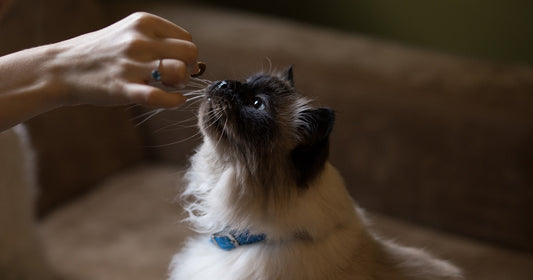Den kræsne kat
