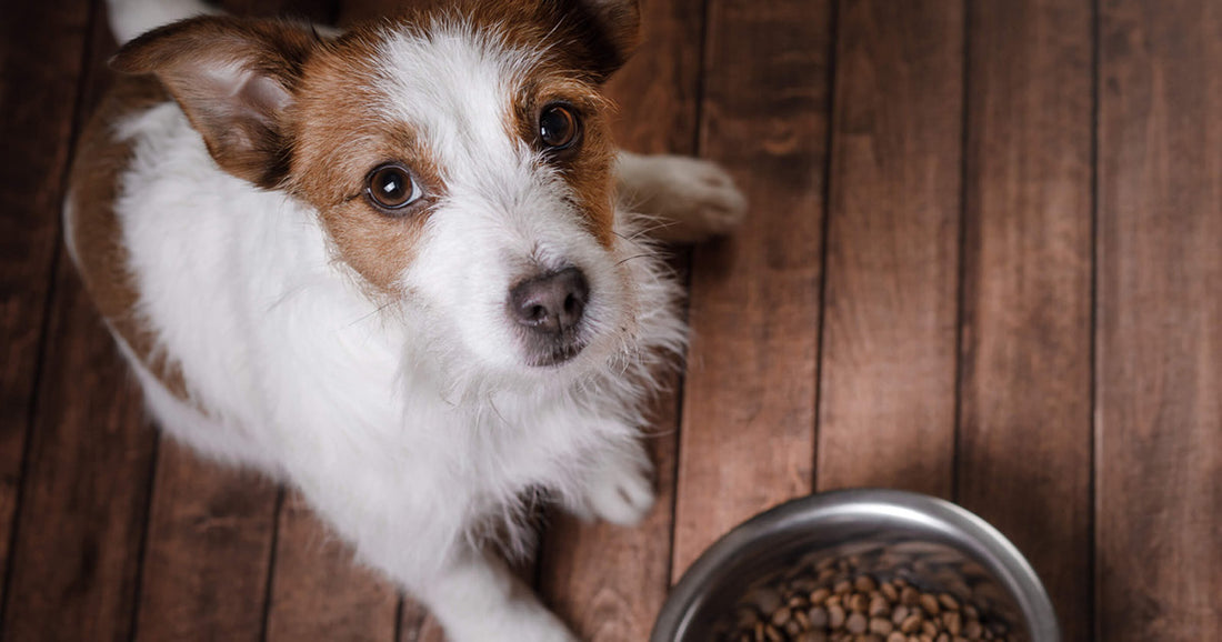 Det bedste foderskifte for din hund