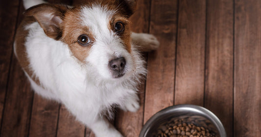 Det bedste foderskifte for din hund