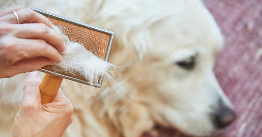 Hvorfor fælder min hund så meget?