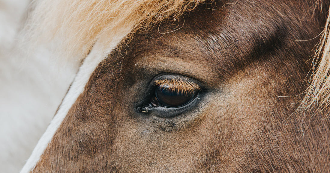 Fodring af den gamle hest
