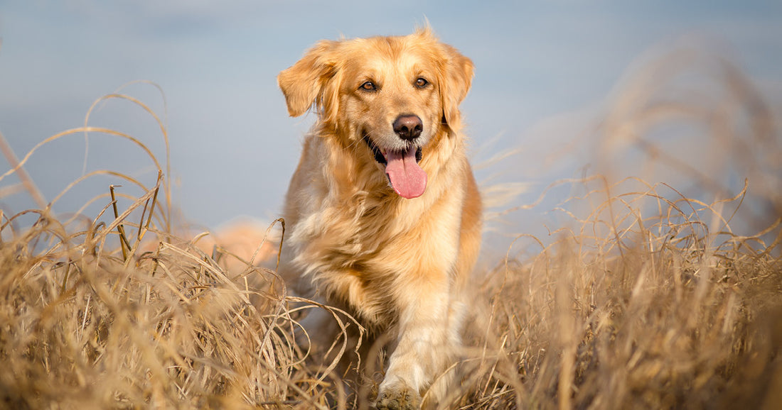 Fodring af neutraliseret hunde