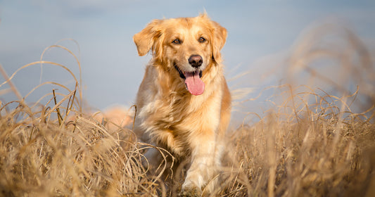 Fodring af neutraliseret hunde
