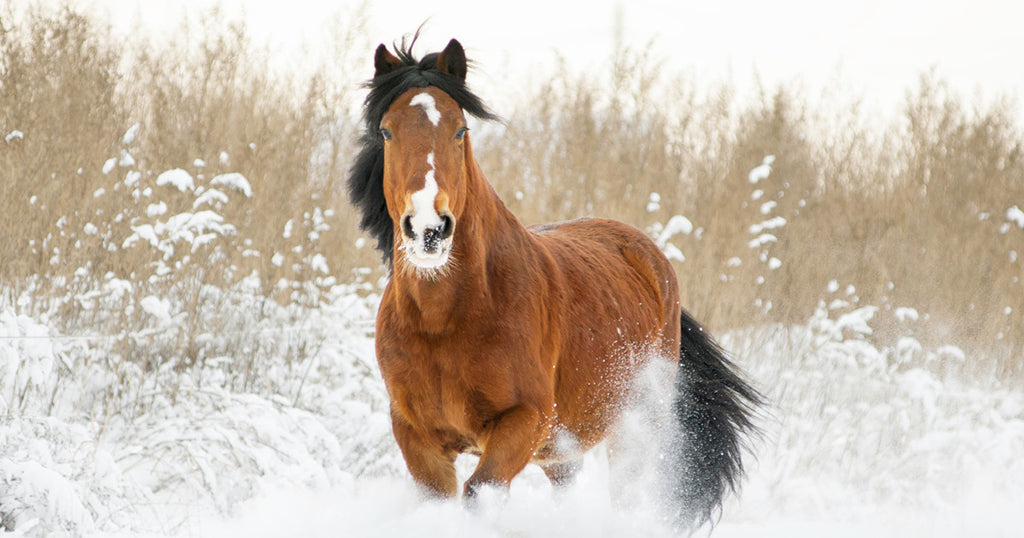 Forholdsregler mod sne og frost og heste