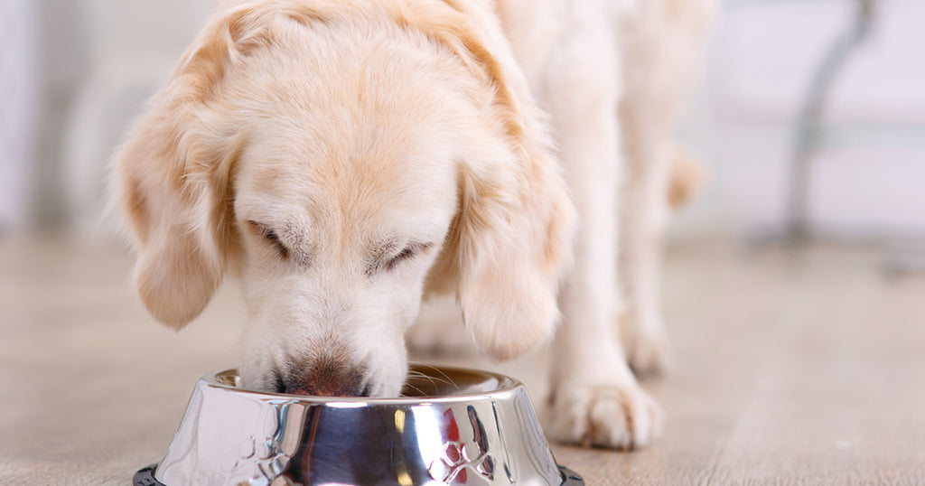 Hvad er kostfibre og hvordan påvirker de din hund?