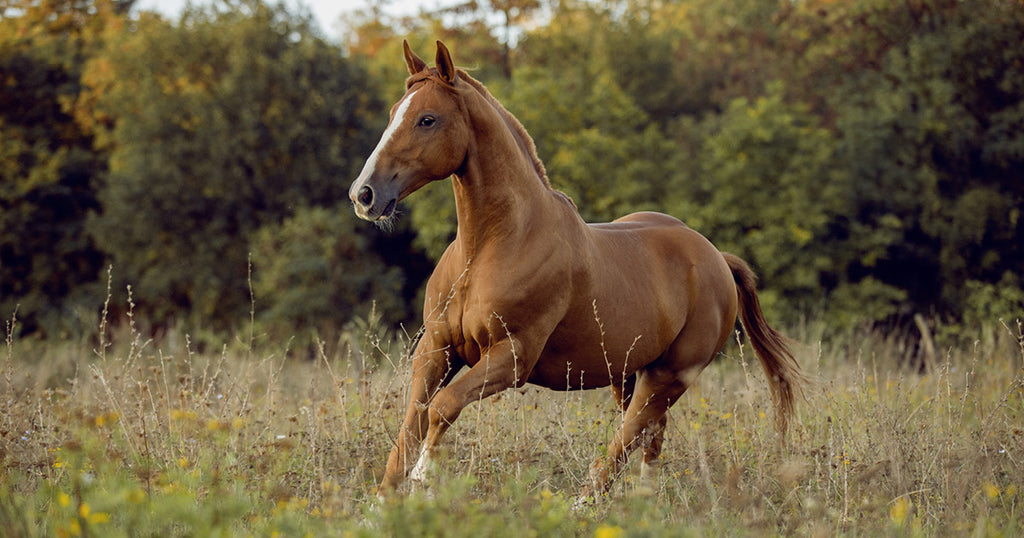 Hvorfor er nogle heste ”nemme” at fodre på?