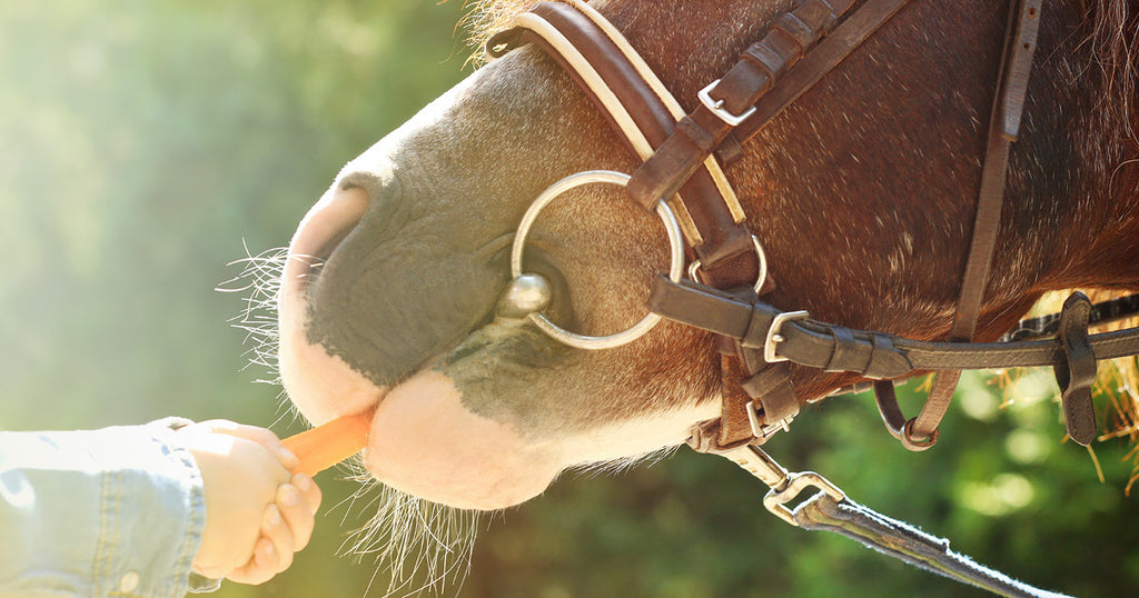 Pige der fodre hest med gulerod