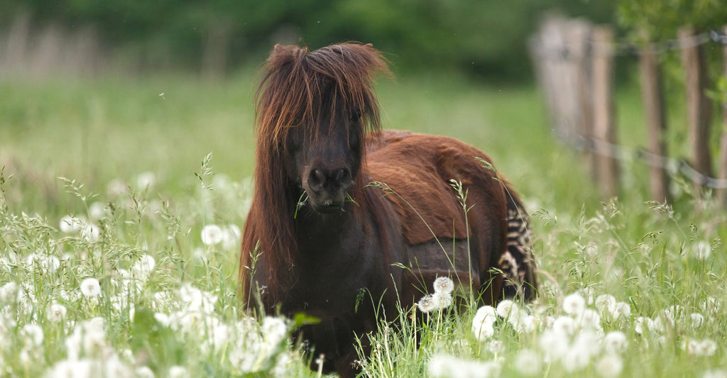 Nøjsomme hesteracer og græs