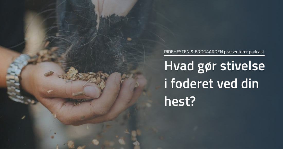 Podcast Hvad er der i krybben? - 2. afsnit: Hvad gør stivelse i foderet ved din hest?