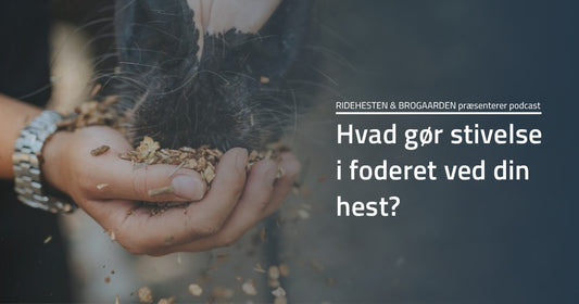 Podcast Hvad er der i krybben? - 2. afsnit: Hvad gør stivelse i foderet ved din hest?