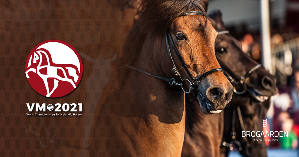 AFLYST - VM for islandske heste i Herning 2021