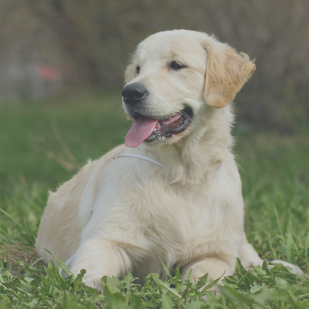 Brogaarden har et stort udvalg af kvalitets hundefoder. Du kan nemt købe glutenfrit, kornfrit og allergi venlig hundemad online