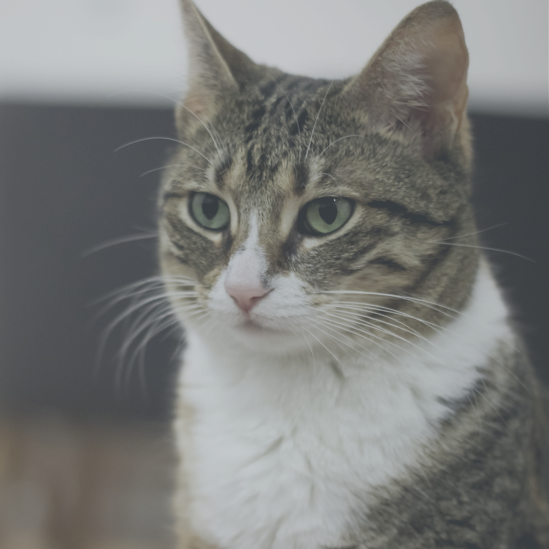 Køb godt kattefoder online, både til steriliserede katte eller kornfri foder.