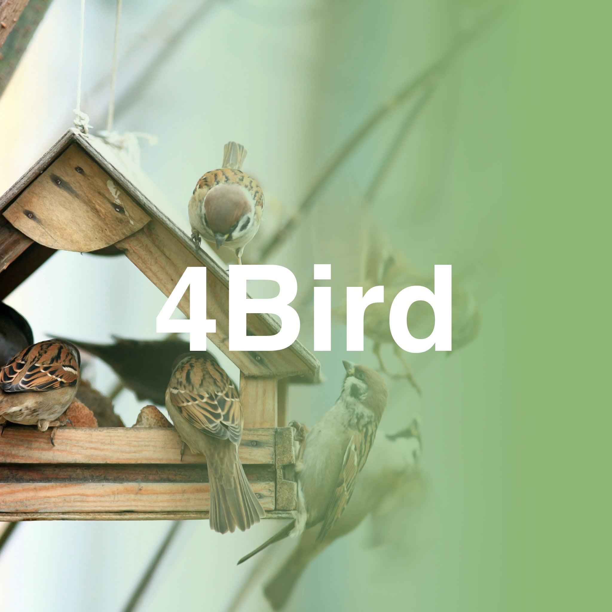 4Birds