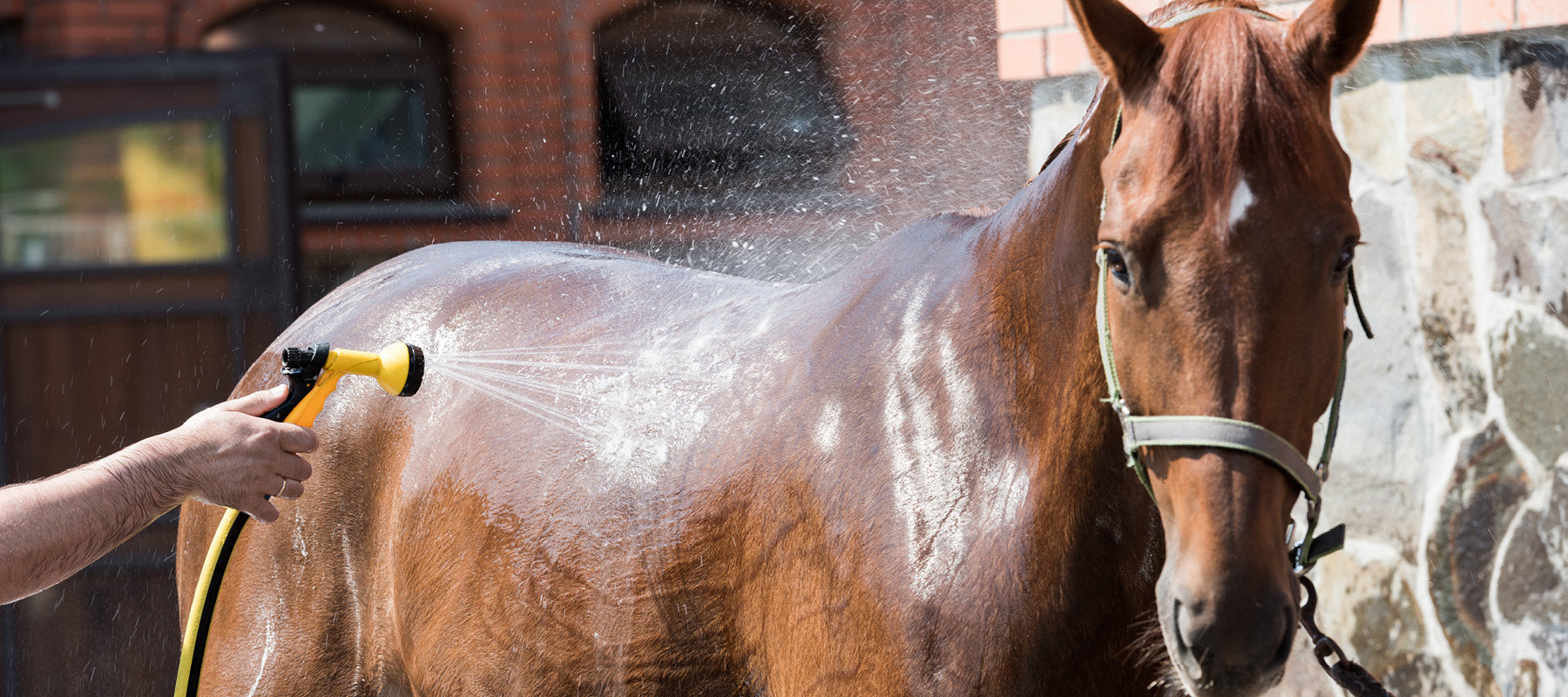 hest bliver vasket og skyllet