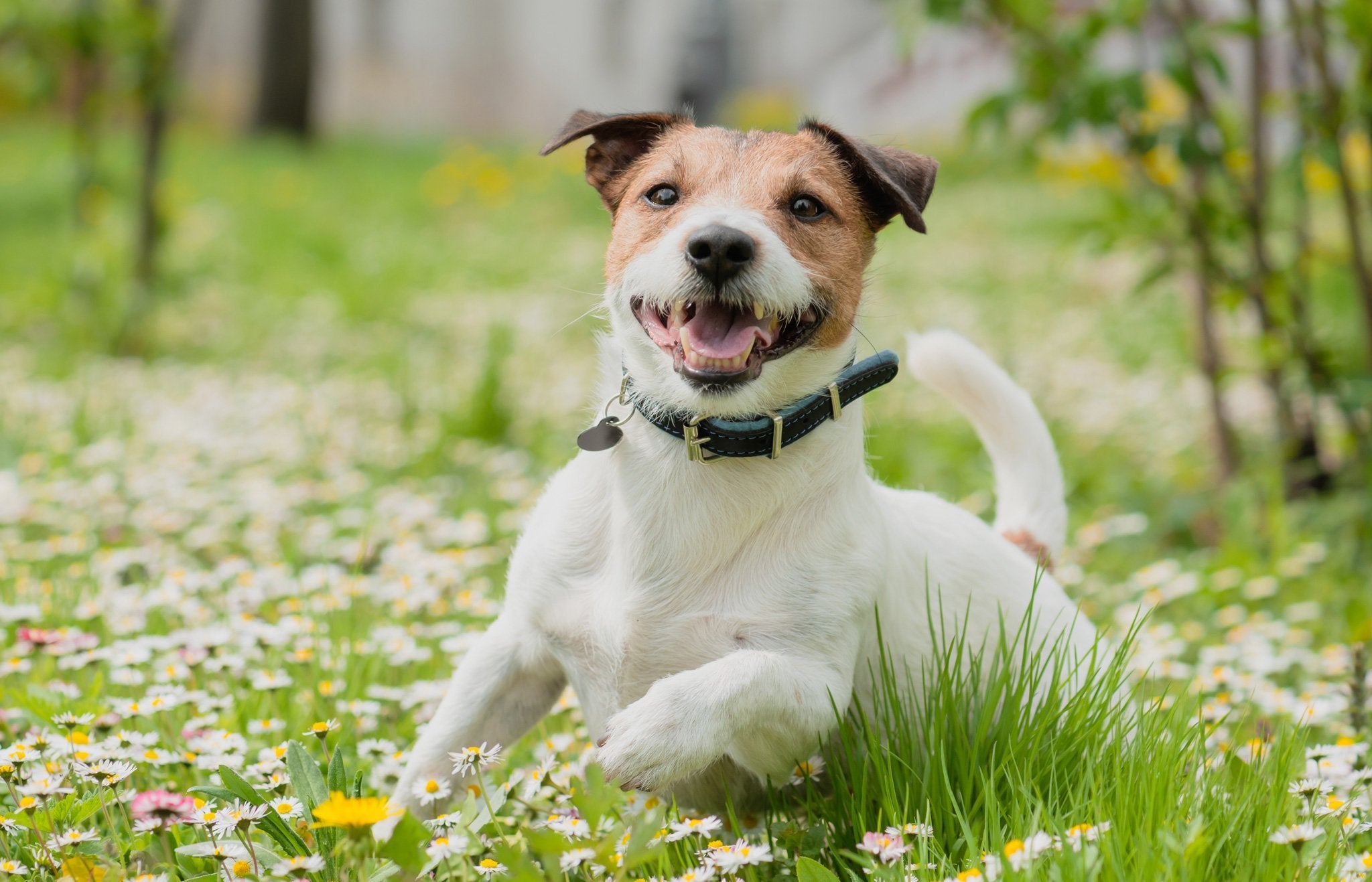 Flotte hundehalsbånd i blødt læder til store og små hunde