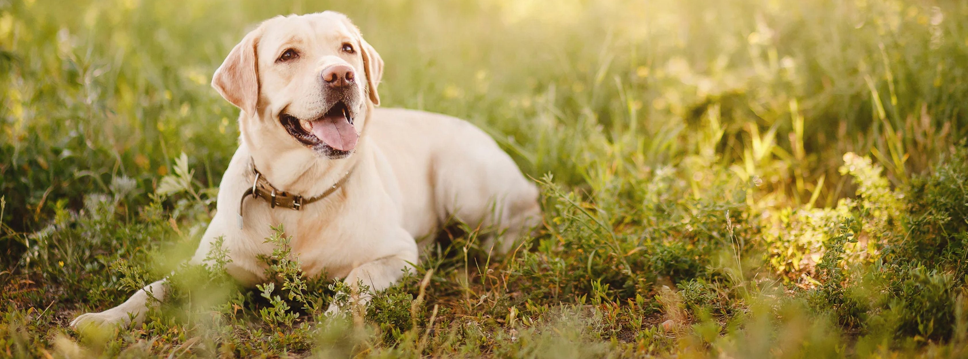 Tilbehør til hunde