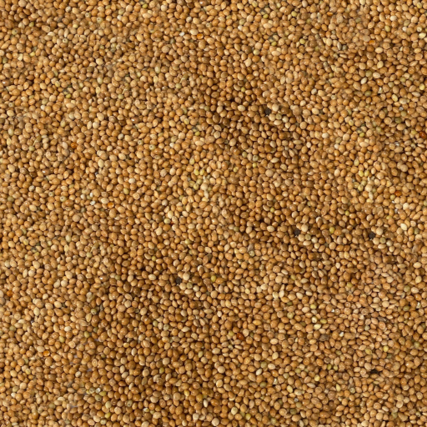 42254_Gulhirse_fro.jpg