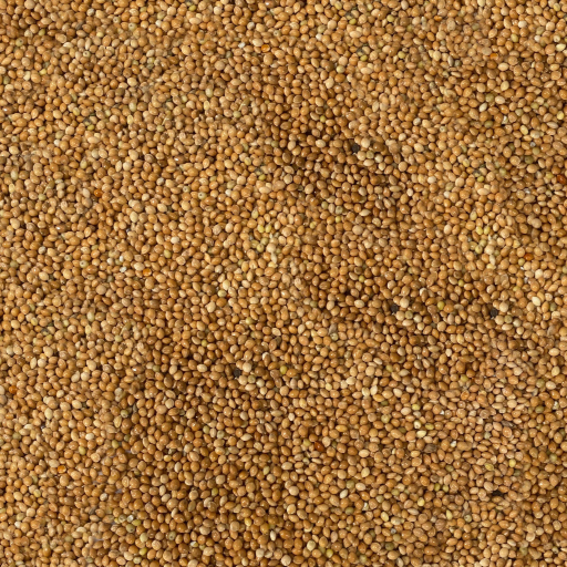 42254_Gulhirse_fro.jpg
