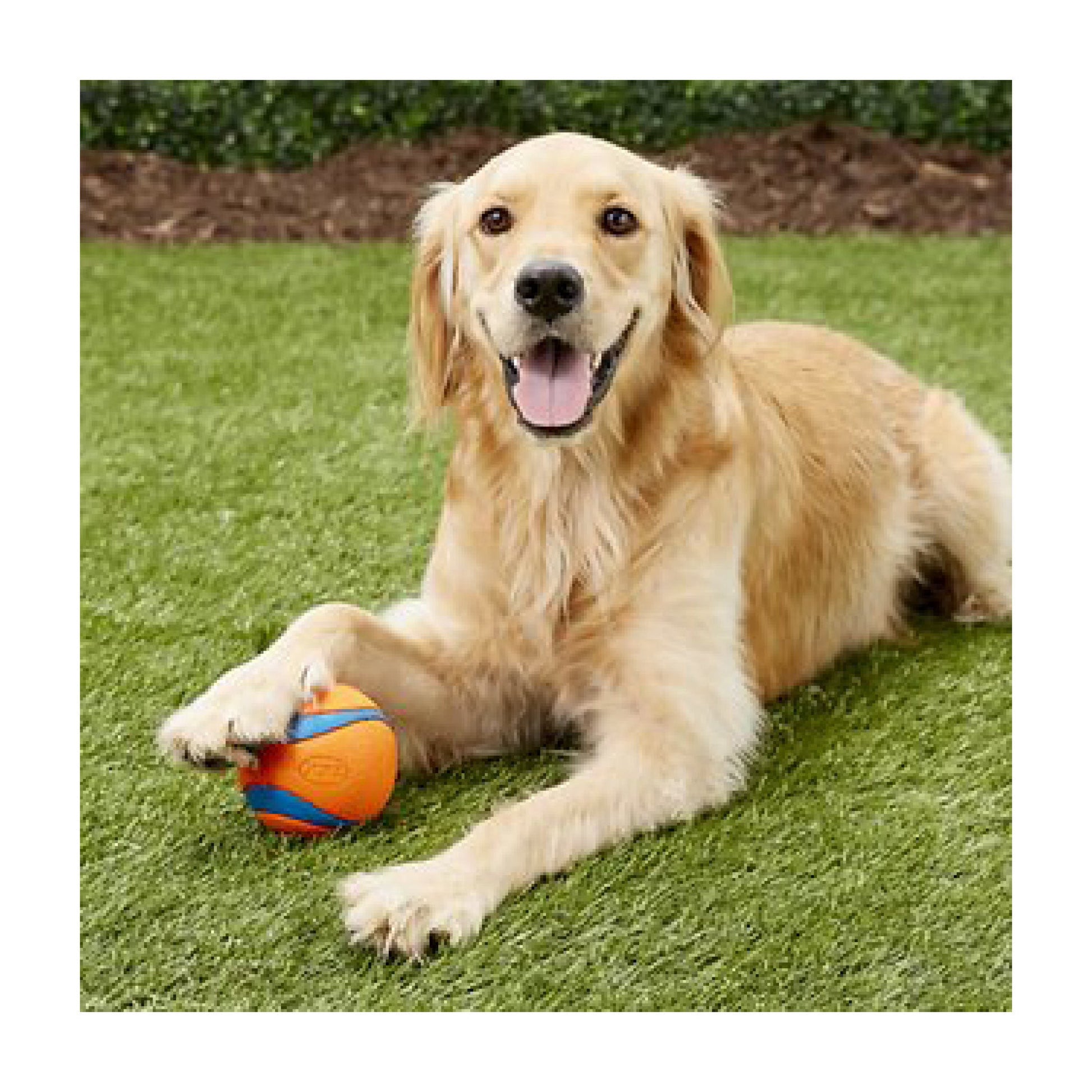 50434_ChuckitUltraBall_XLarge_2.jpg