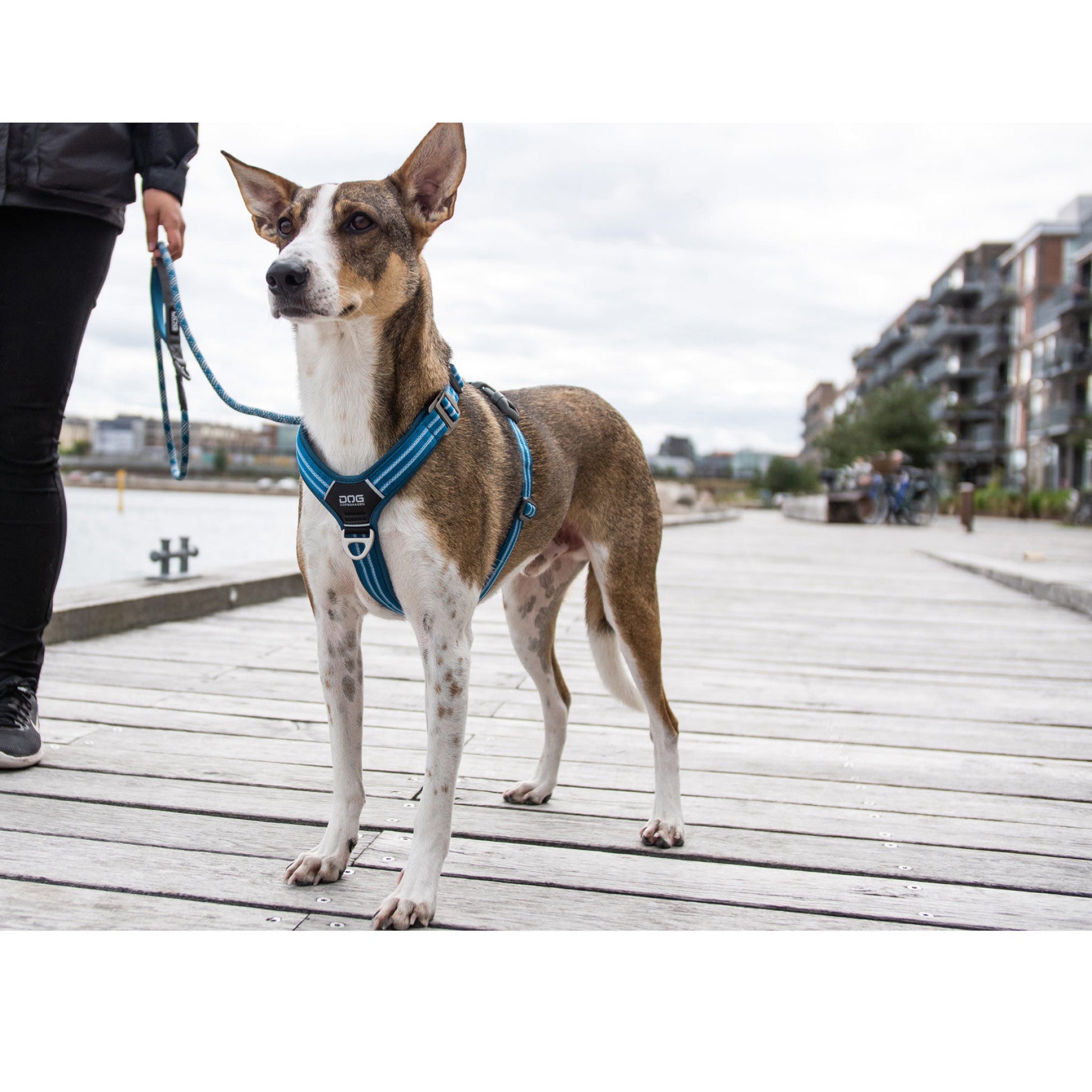 DOGCopenhagenSelepahund-ComfortWalkAir-Bla.jpg