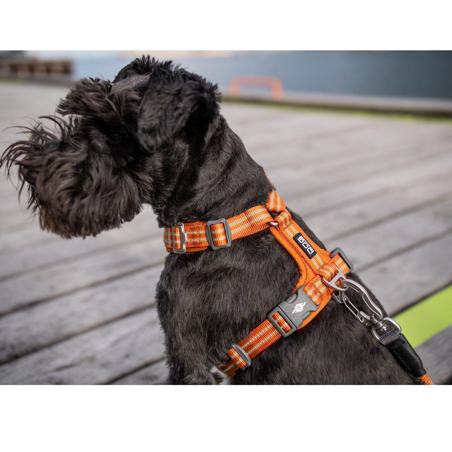DOGCopenhagenSelepahund-ComfortWalkAir-Orange_cc927596-1008-4213-bfd2-13a12f1c552e.jpg