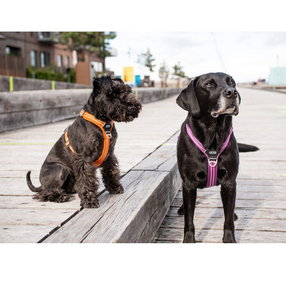 DOG Copenhagen Hundesele Comfort Walk Air str. XL Grøn til hunde – billede 5