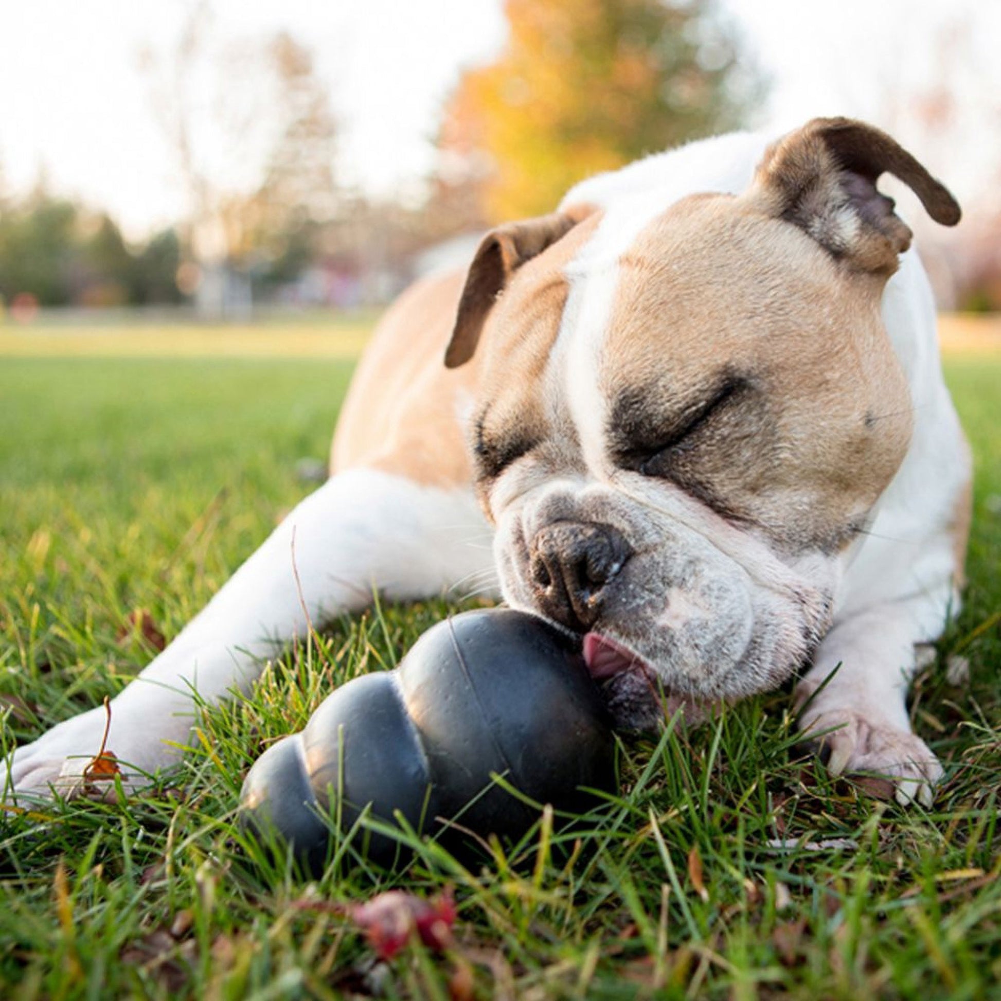 KONG_Extreme_hunde_aktivitets_legetoj_7ade866f-4c03-40f8-94c9-e7ac9c49fac2.jpg