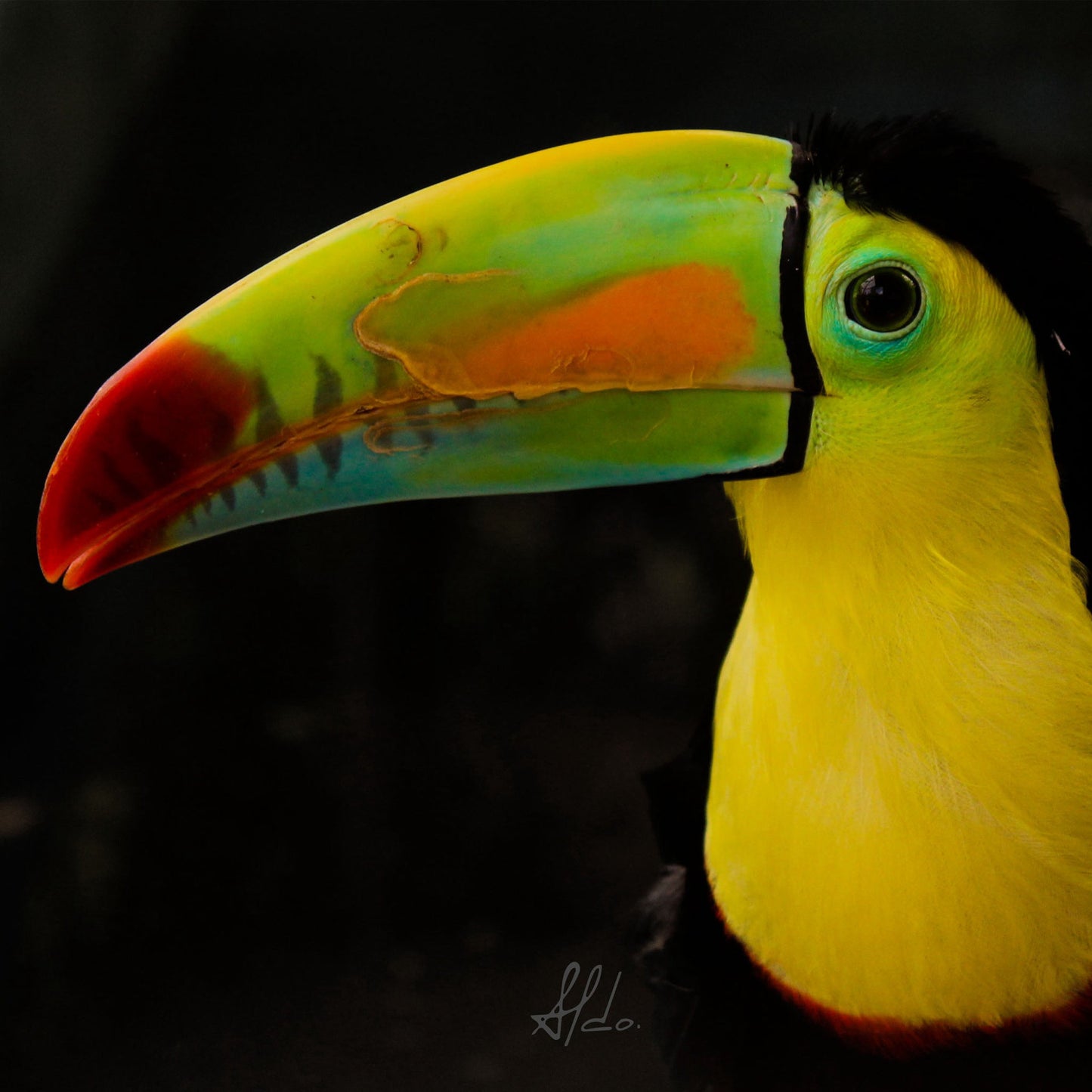 Tucan.jpg