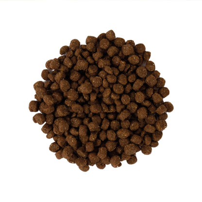 arion-medium-puppy.jpg