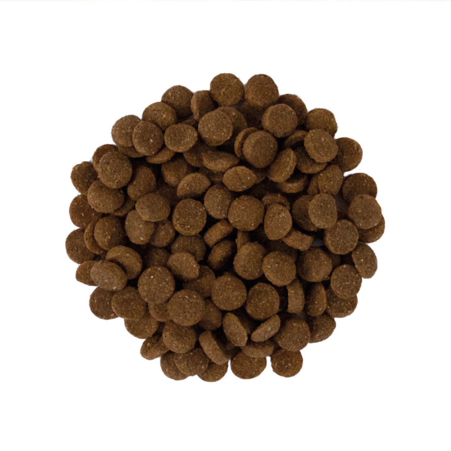 arion-puppy-large.jpg