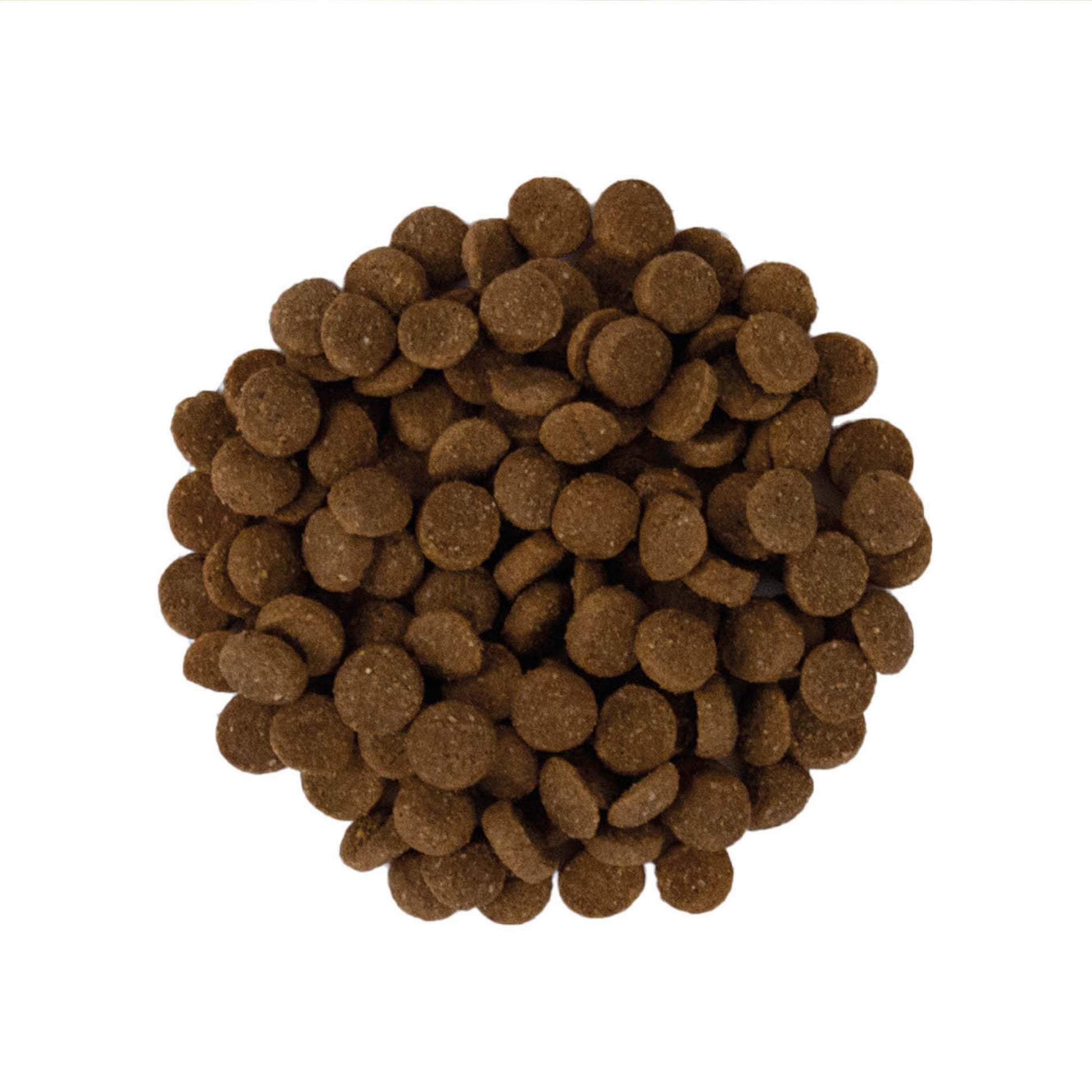 arion-puppy-large.jpg
