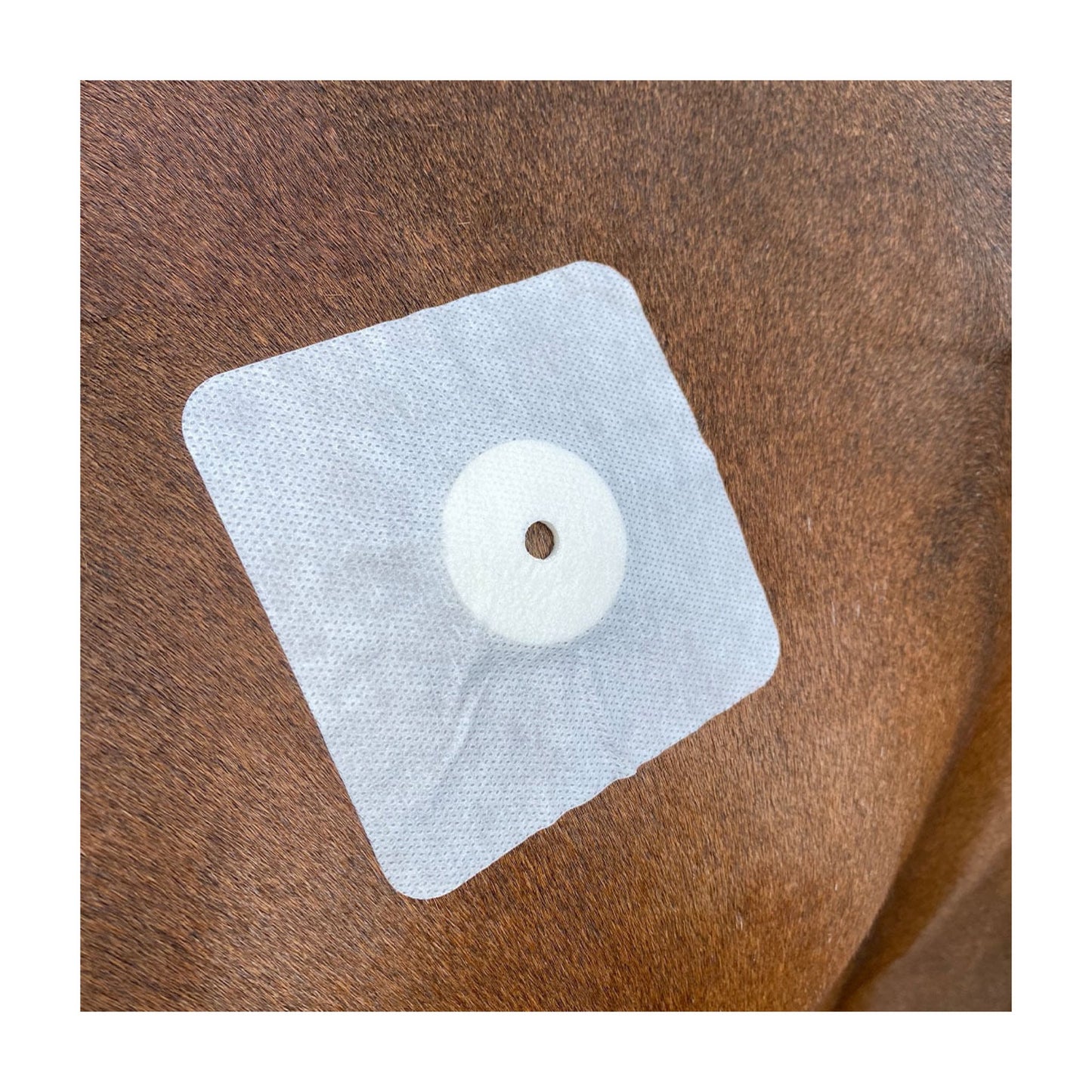 bacxi-plaster-10x10.jpg