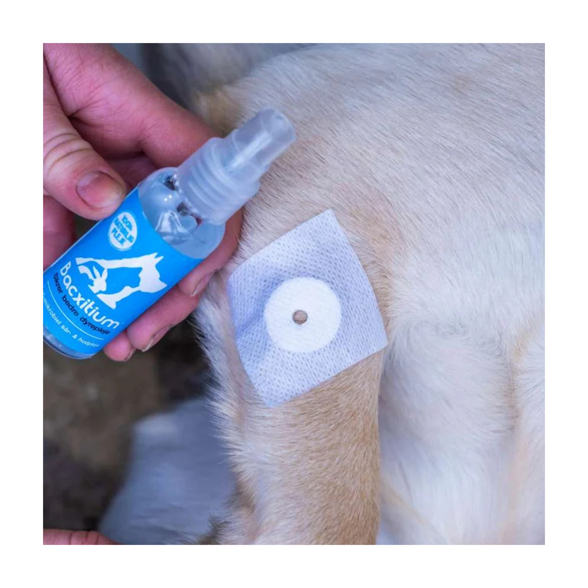 Bacxitium Sårplaster 6 x 6 cm i 6 cm pakning til hunde