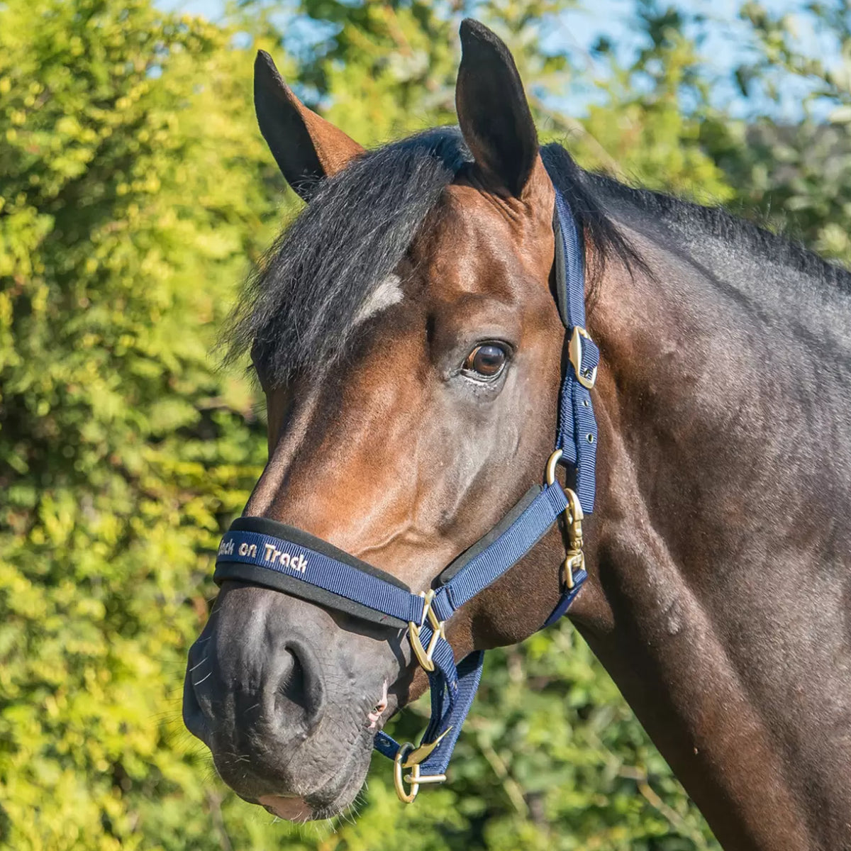 Back on Track Werano Grime Navy til heste – billede 3