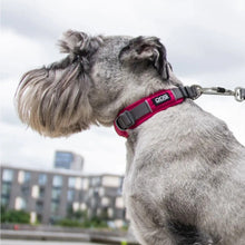 dog-explorer-pink-hund.jpg