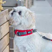 dog-explorer-roed-hund.jpg