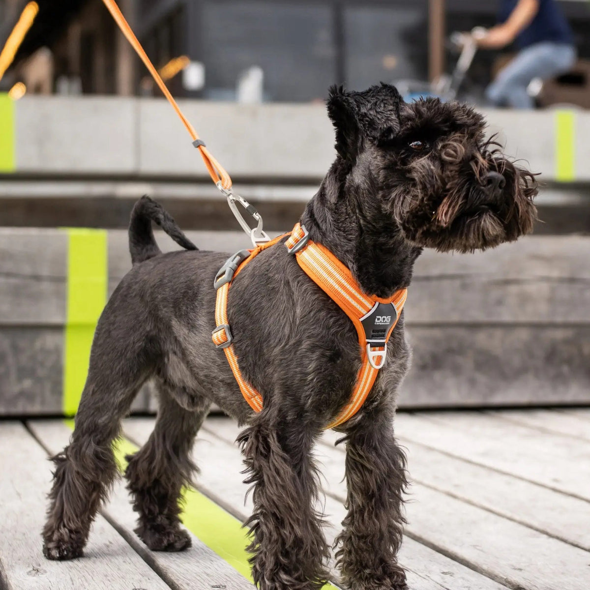 dog-freestyle-orange-hund.jpg