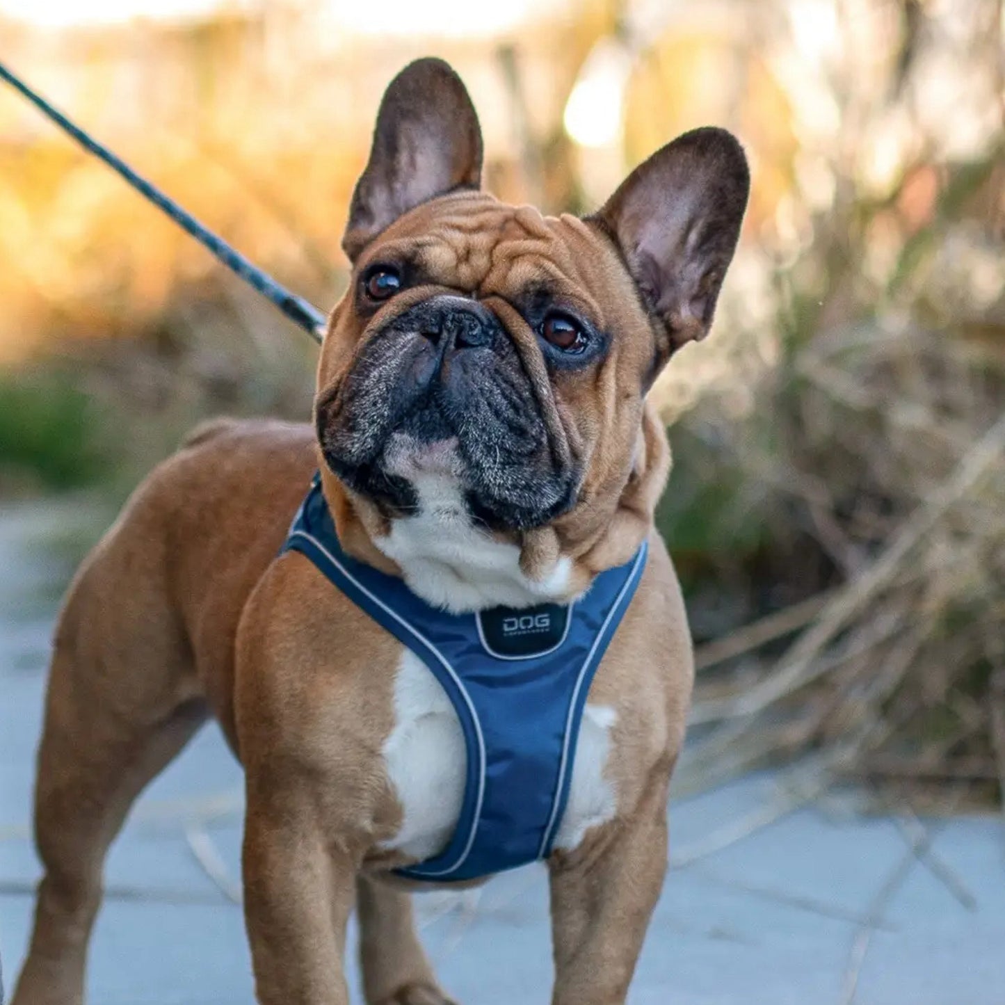 dog-go-blaa-hund.jpg