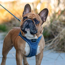 dog-go-blaa-hund.jpg