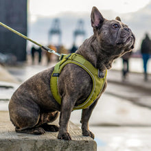 dog-go-groen-hund.jpg