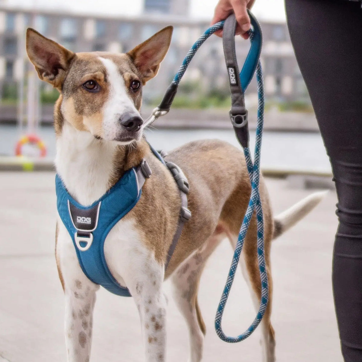 dog-rope-blaa-hund.jpg